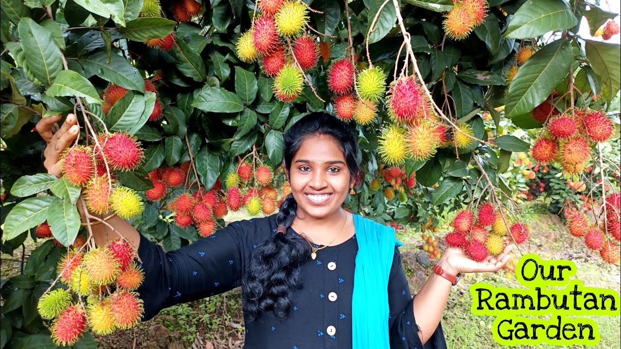 ഏറ്റവും വലിയ Rambutan Fruits തോട്ടം ഇനി കവിതക്ക് സ്വന്തം | It's Rambutan time |