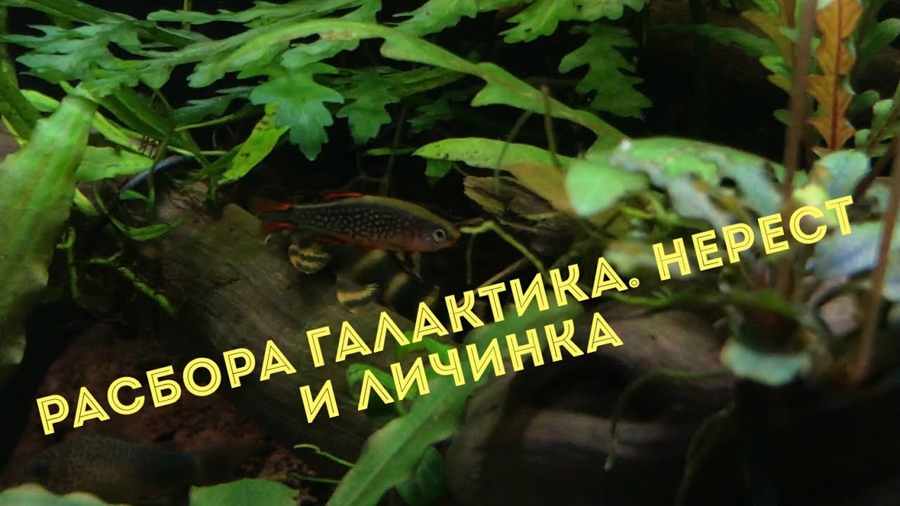 Разведение расборы галактика. Основные Моменты