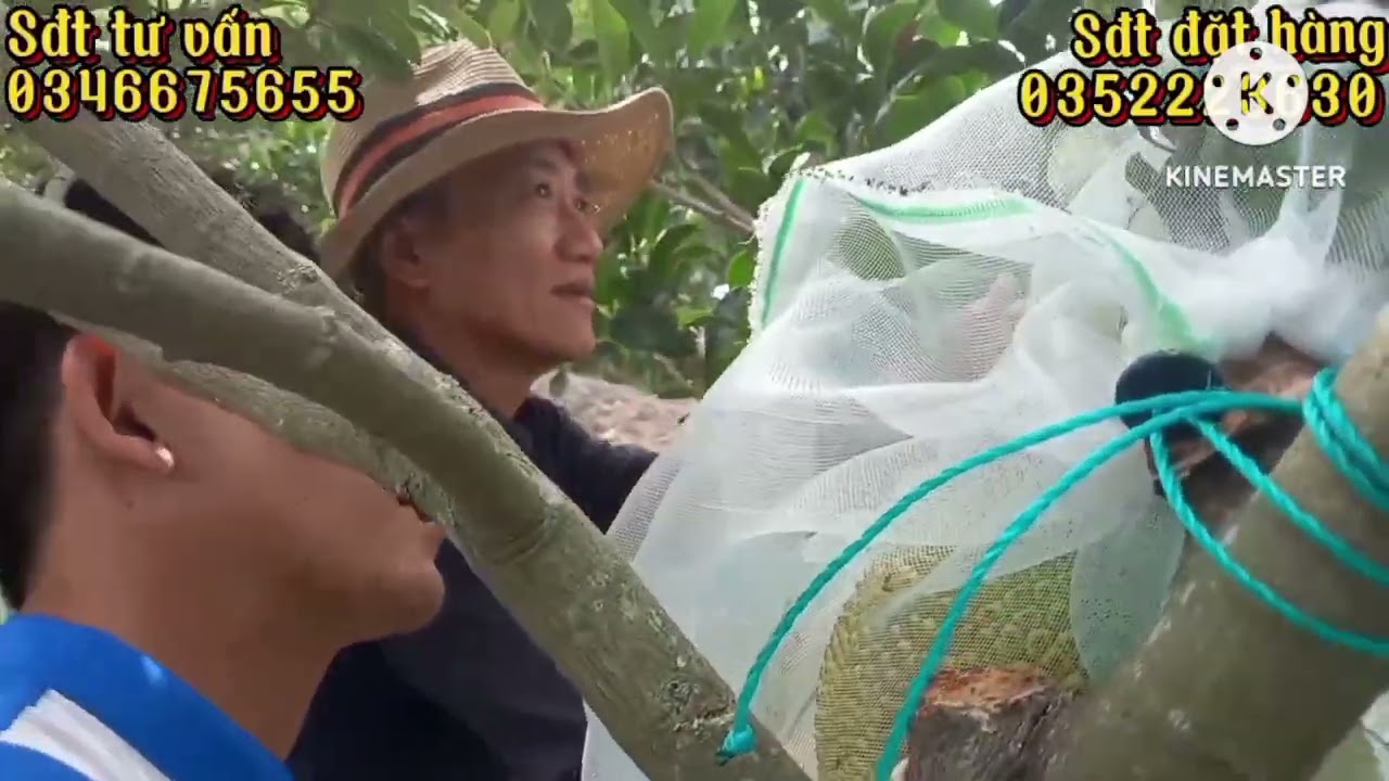 Thăm vườn mít ruột đỏ anh ở Vĩnh Long chia hữu cơ thái xịt kích bông nuôi bông nuôi trái nha cả nhà 