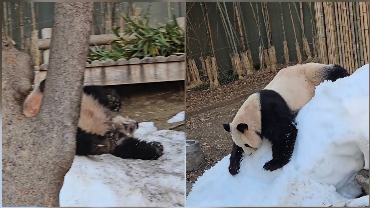 2026.02.16 에버랜드 아기바오 신남♡