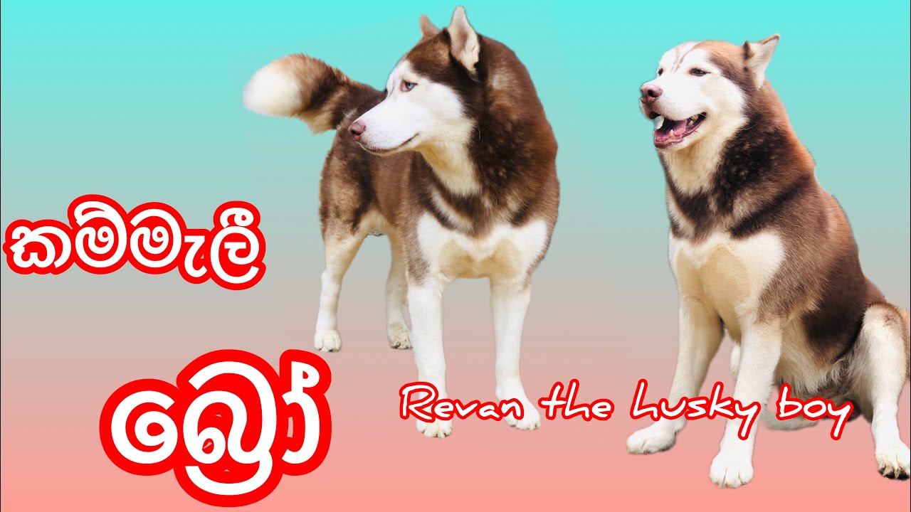 ගෙදරම ඉදලා කම්මැලී බ්‍රෝ...