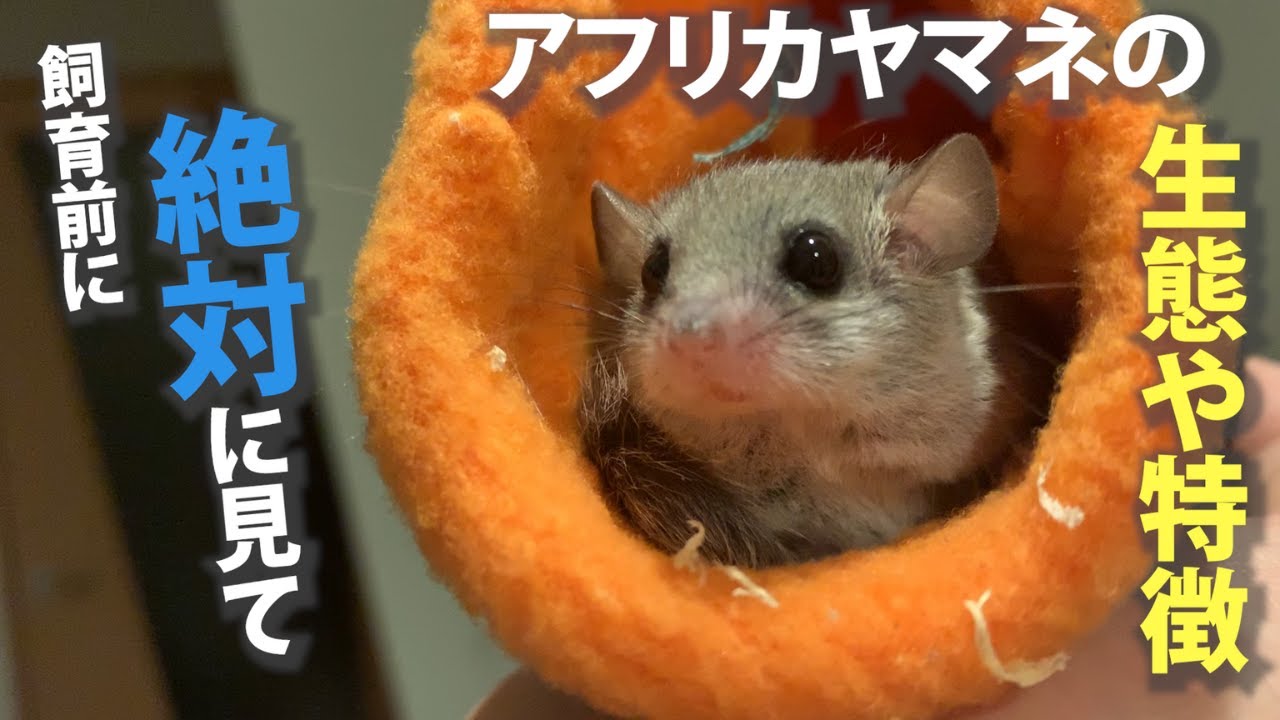 【迎える前に絶対見て】アフリカヤマネの生態や特徴を解説！寿命や大きさ適正温度や臭い問題について！