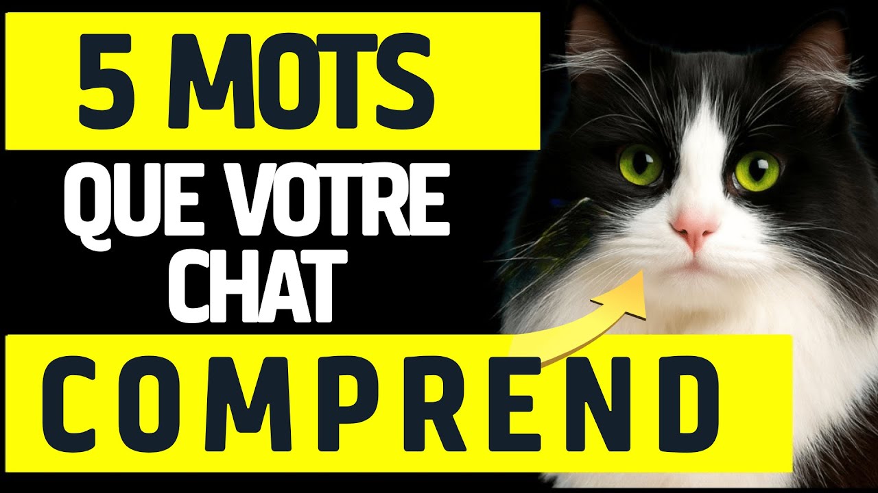 5 mots que votre chat comprend