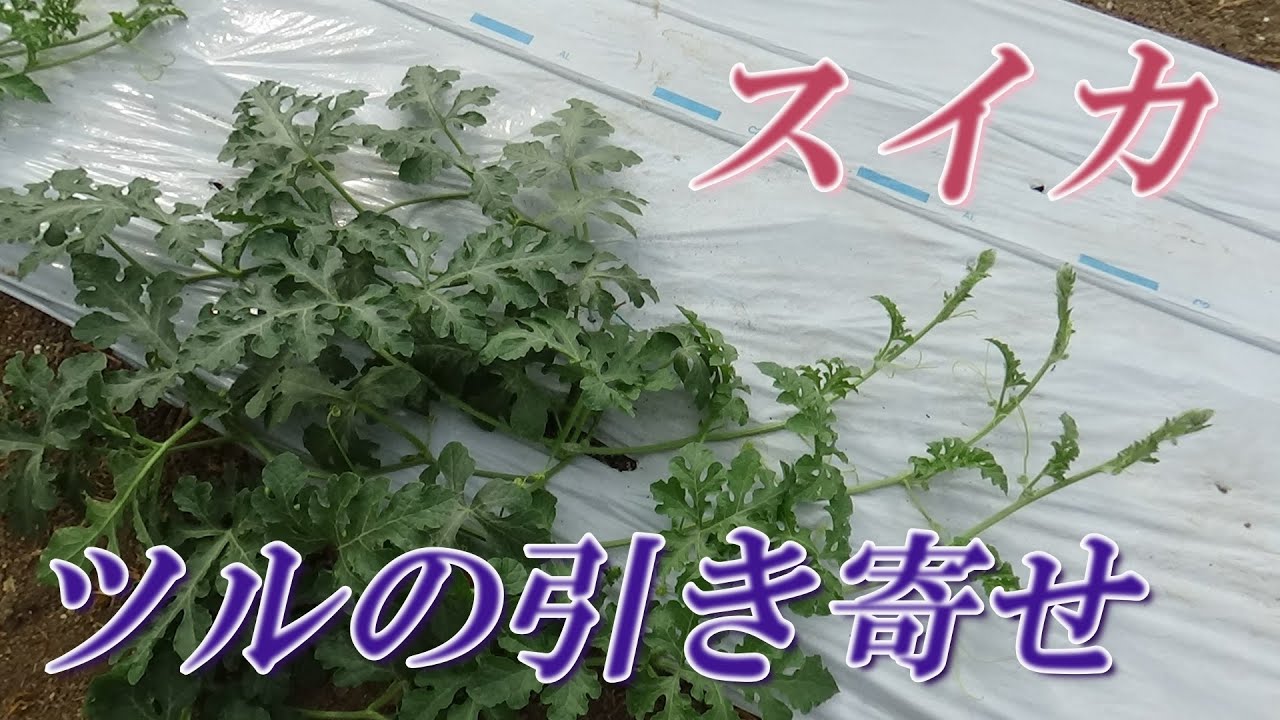 スイカのツルを「引き寄せる」