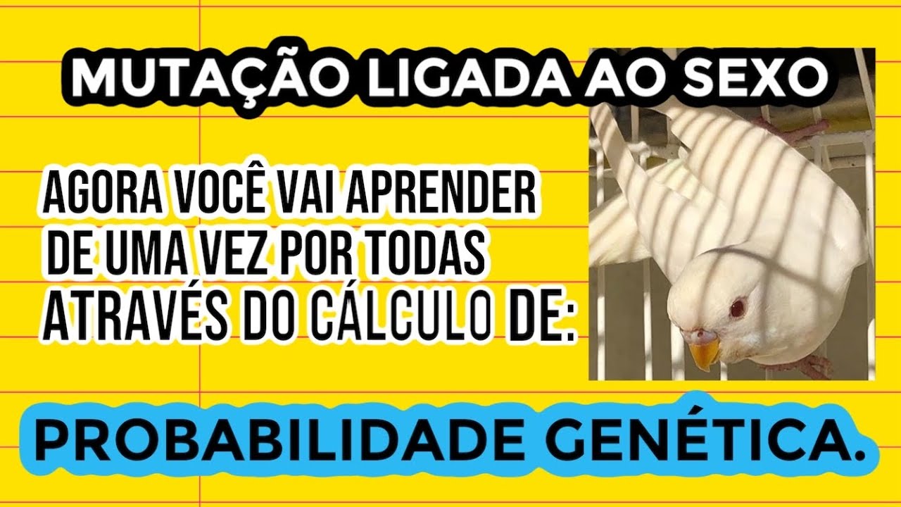 COMO CALCULAR PROBABILIDADE GENÉTICA| MUTAÇÃO LIGADA AO SEXO EM DETALHE.