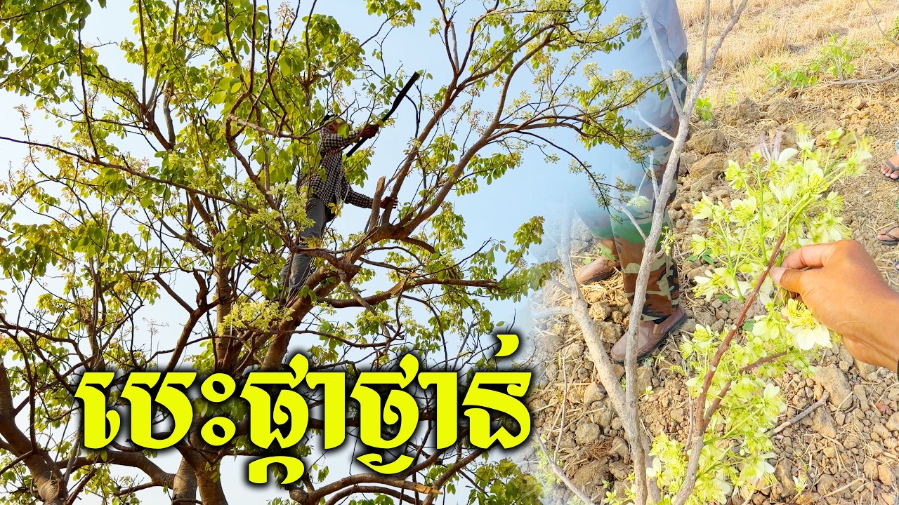 បេះផ្កាថ្ងាន់យកទៅធ្វើជ្រក់