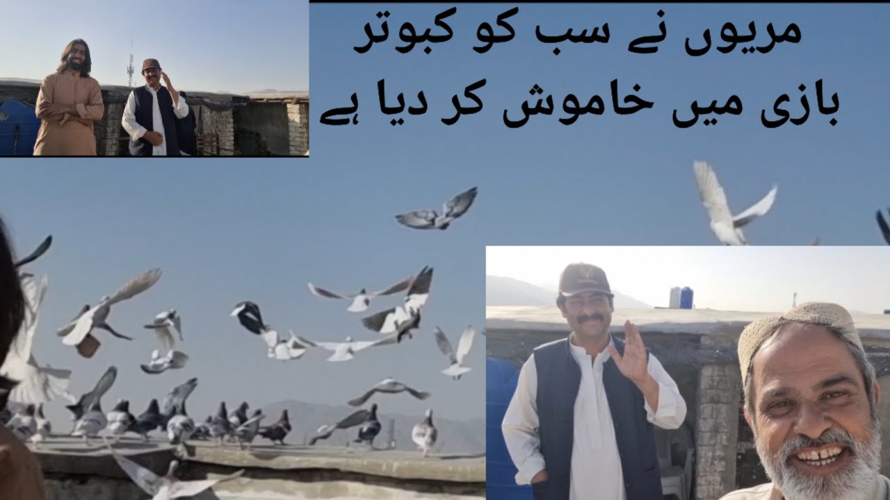 Maryo naa kabootar bazii mai sab apna ilaka walon ko khamosh kar diya#pigeon #kabootar #birds #saprt