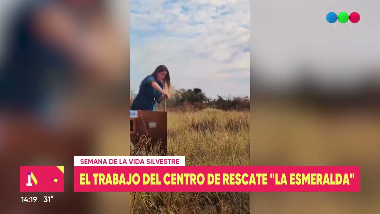 Semana de la vida silvestre: el trabajo del Centro de Rescate 