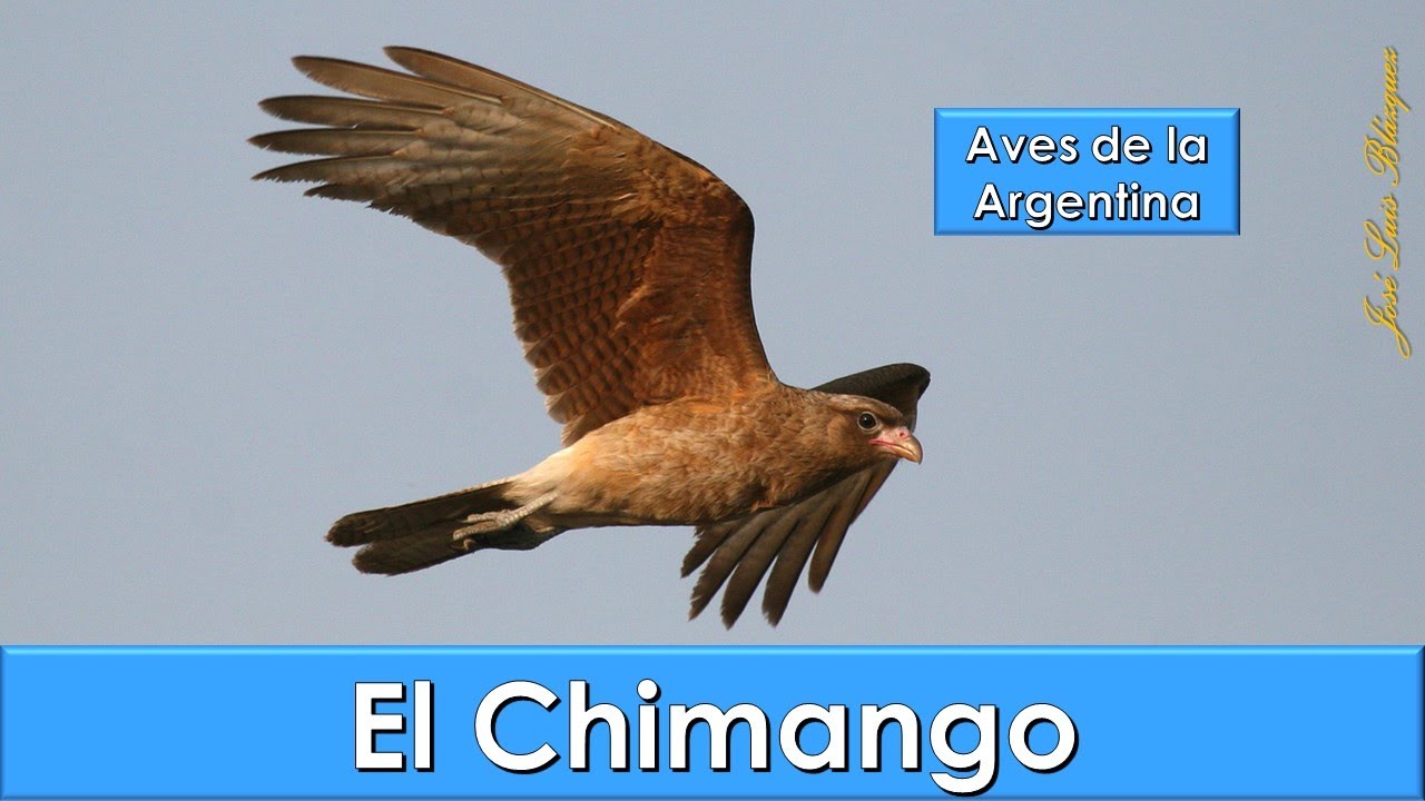 Chimango, Chimango caracara, (Milvago chimango), Aves de la Argentina