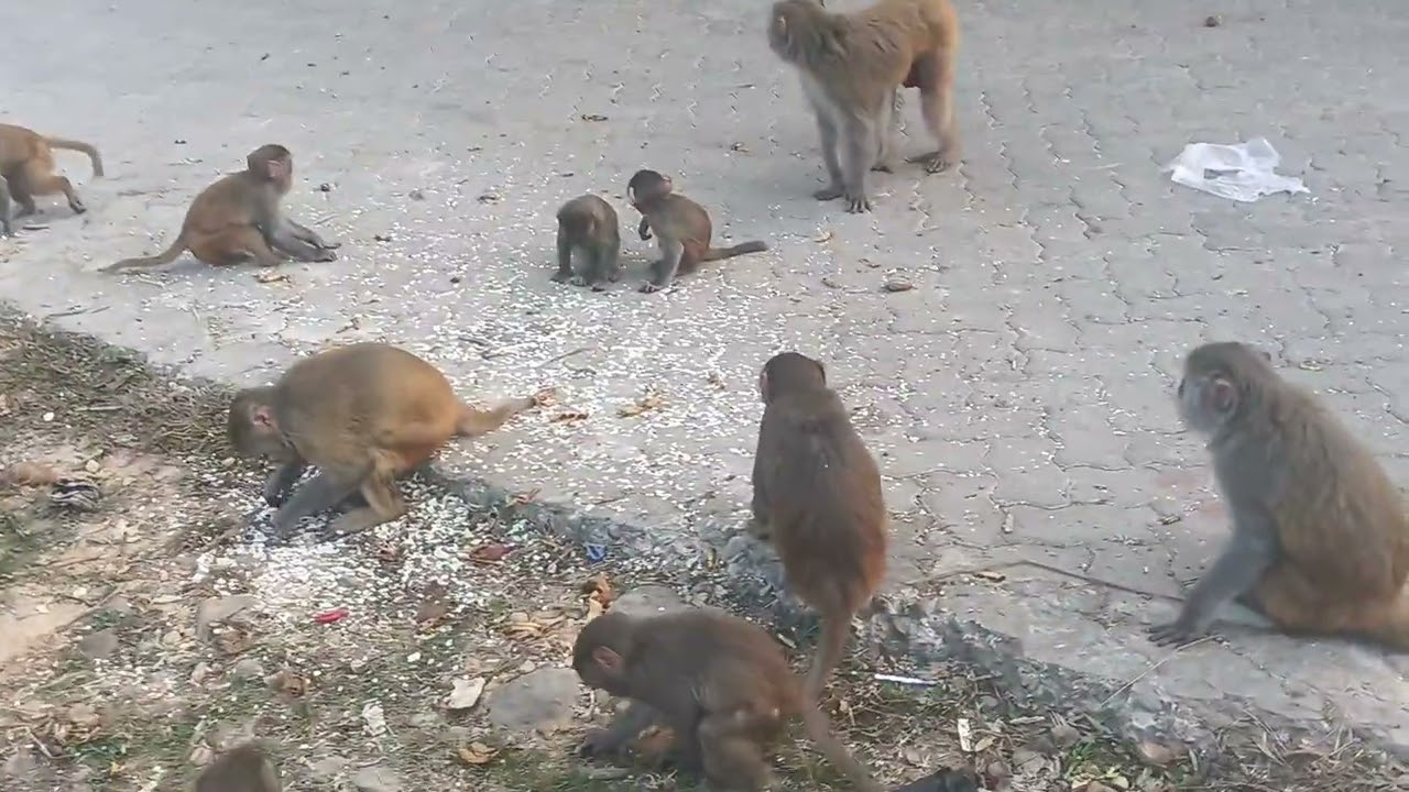 ৯ জানুয়ারী, ২০২৬