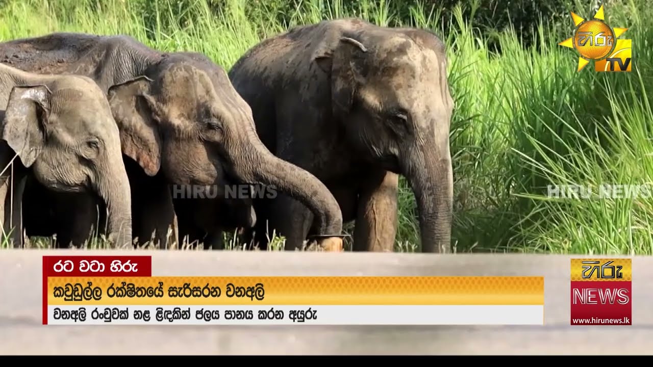 හොඬේ නළ ළිඳ ඇතුළට දාලා වතුර බොන වන අලි - Hiru News