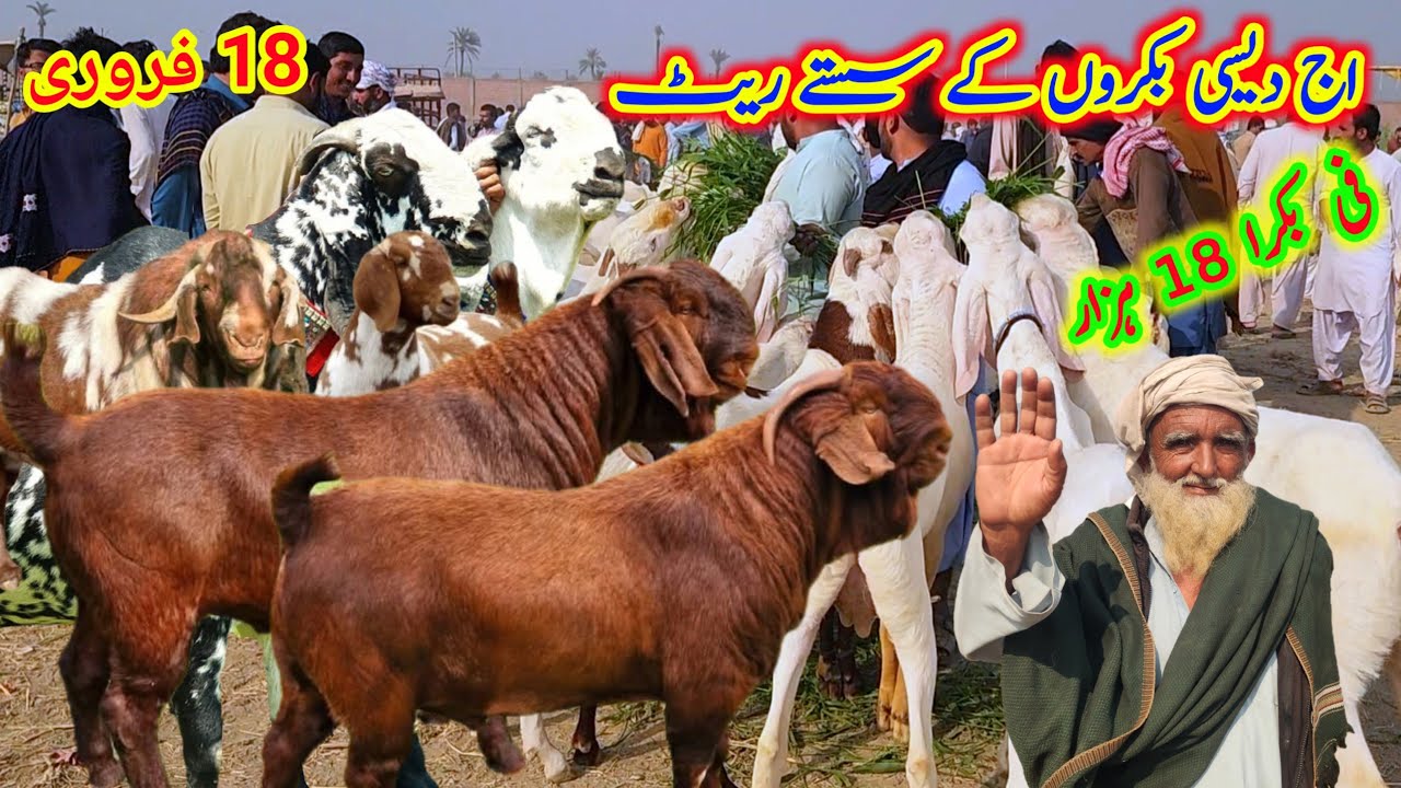 اج 20 سے 25 ہزار والے دیسی بکرے راجن پوری ابلک ویڈیو میں Malik Imran Goat Farm  20 February 2026