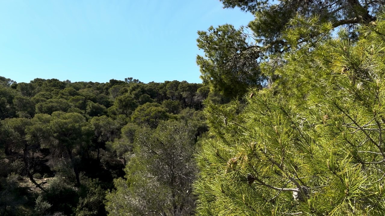 Relaxing Forest Birds Singing 🌿 1 Hour Calm Nature Sounds (NO MUSIC) 