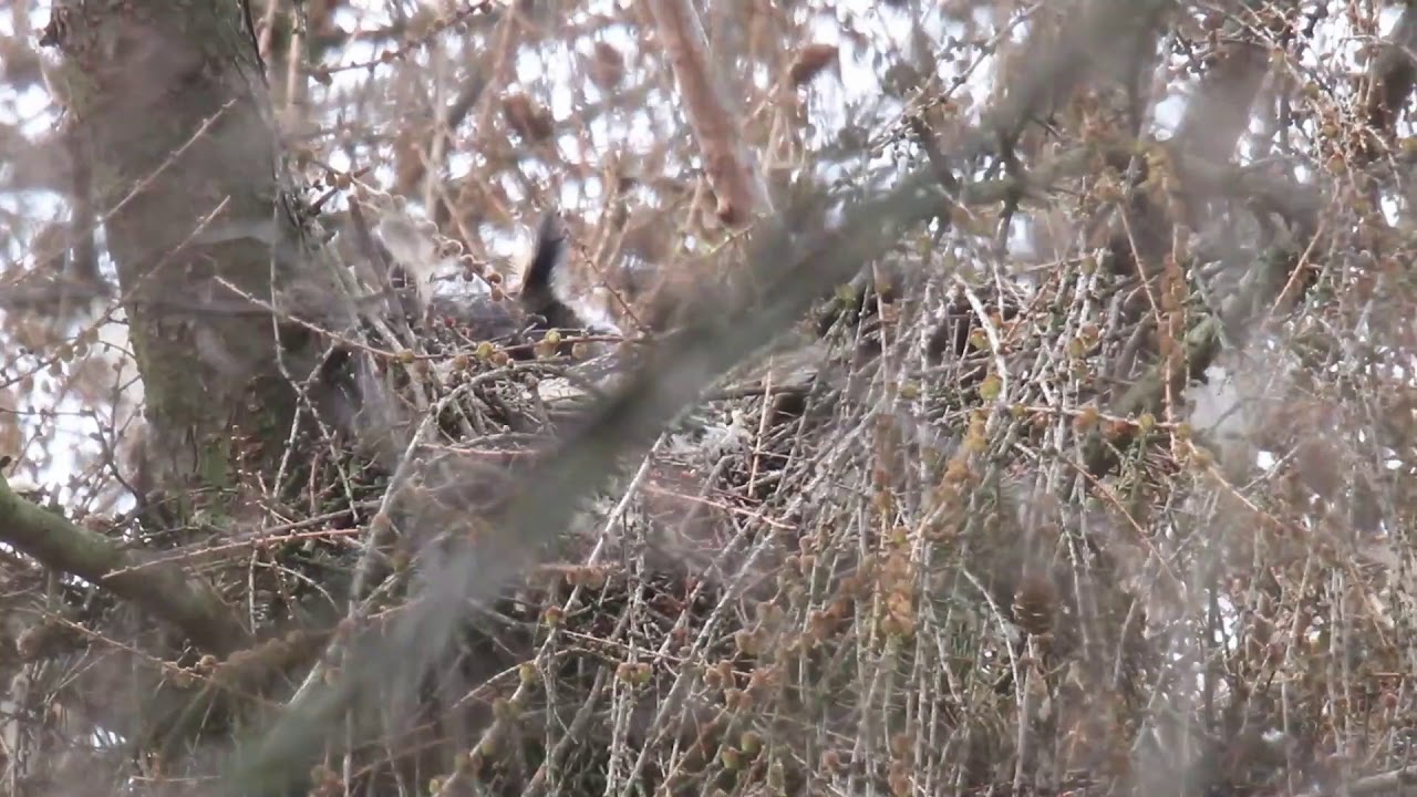 Puchacz Bubo bubo/Eagle Owl