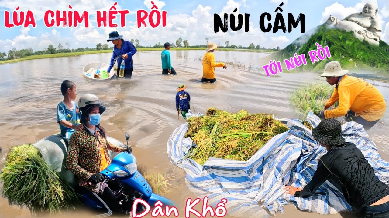 Mùa lũ lụt 2023 dân Núi Cấm kêu khổ cắt từng hạt lúa chìm trong biển nước