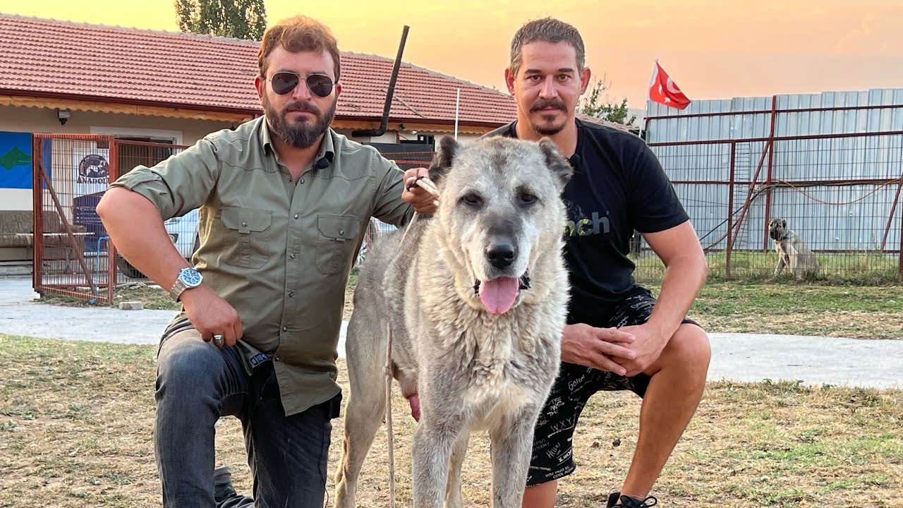 BARINAKTAN KURTARILAN EFSANE KANGAL GARİP