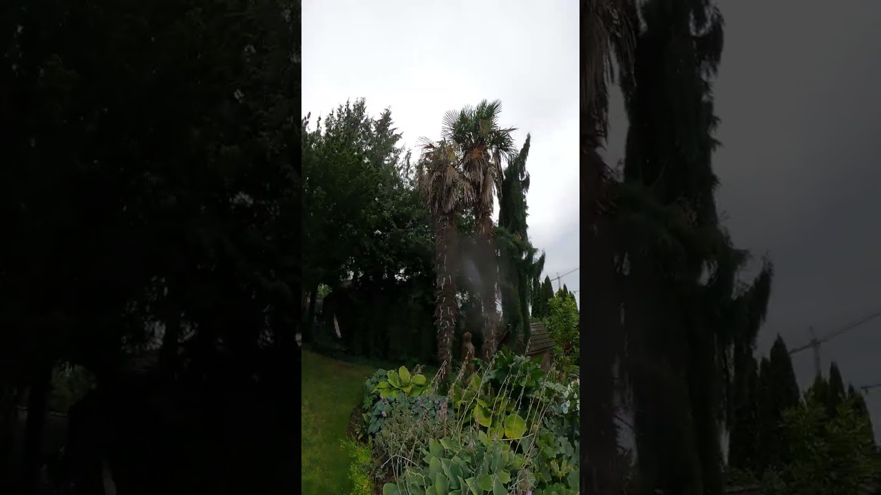 Genetics & cold tolerance in Trachycarpus palms 