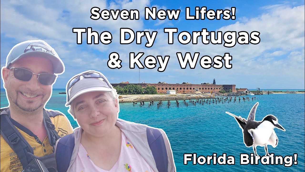 Seven New Lifers at The Dry Tortugas and Key West   Florida Birding