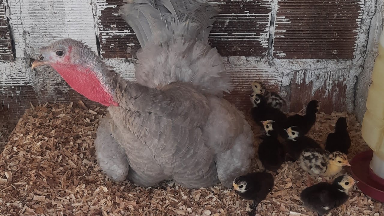 Quais são os Cuidados com os Peruzinhos nos Primeiros Dias.