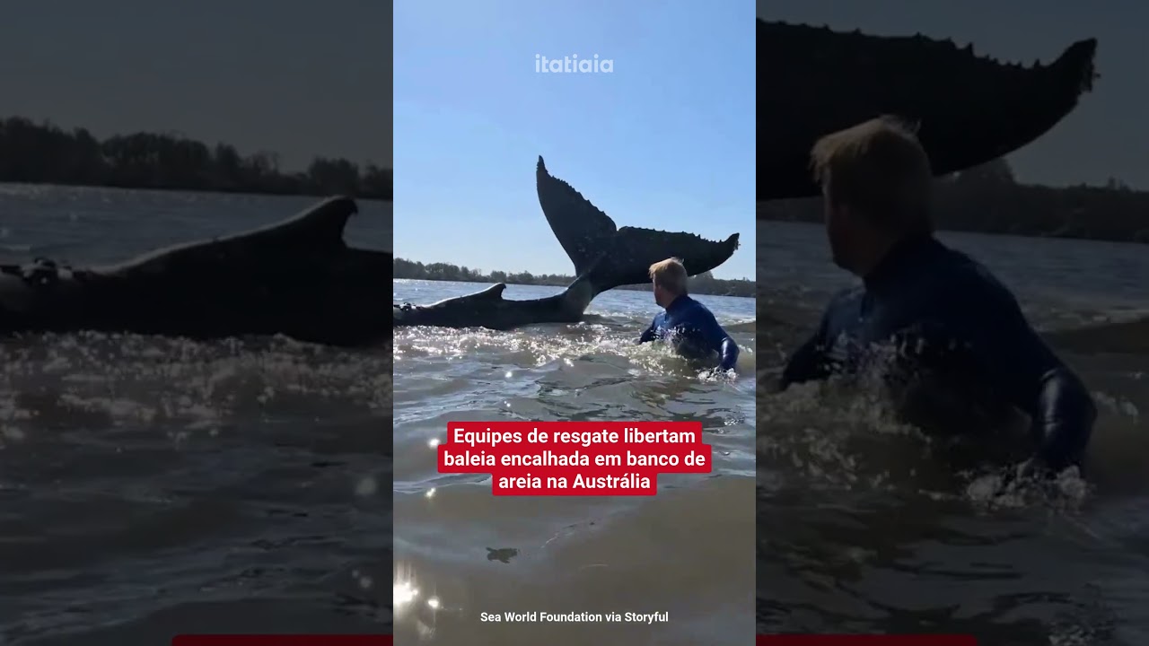 BANHISTAS SALVAM BALEIA ENCALHADA EM PRAIA DA AUSTR&Aacute;LIA