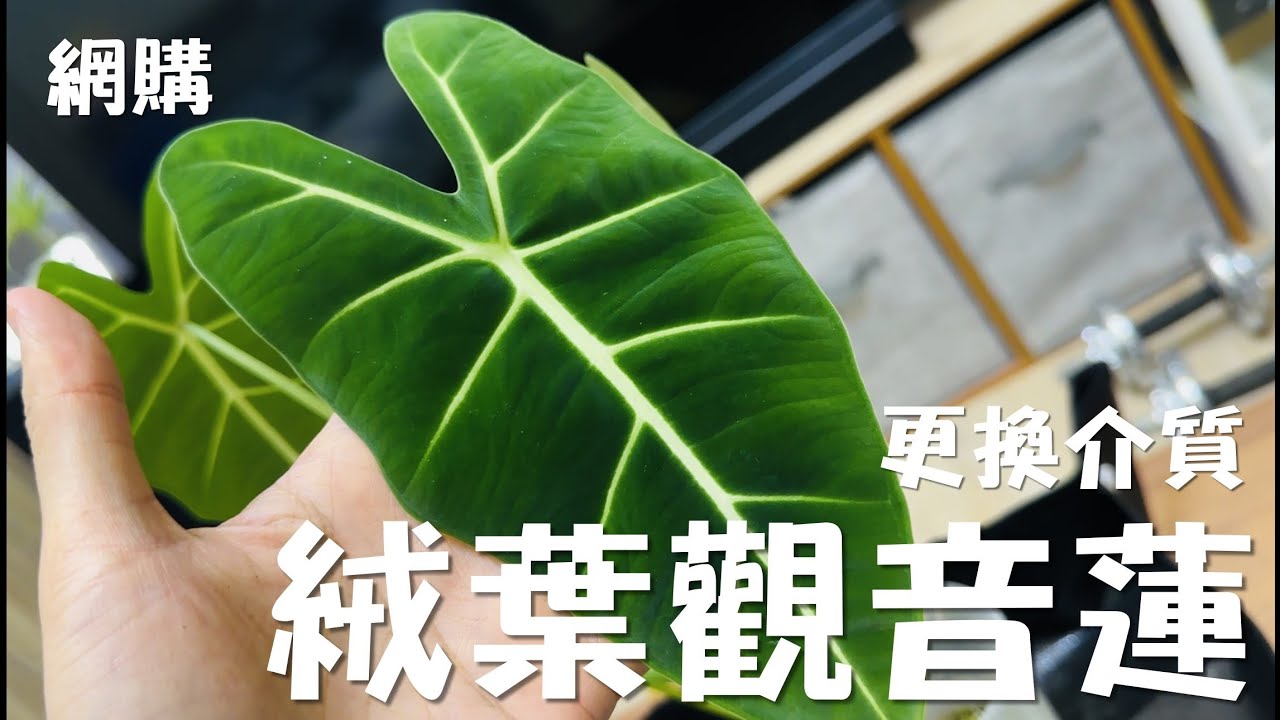 如何更換觀葉植物專用介質？｜網購絨葉觀音蓮 ｜