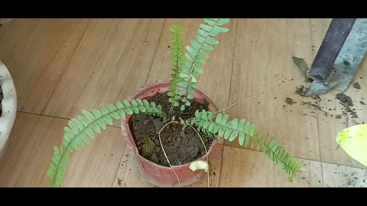 How to grow boston furn # Propagation tips for boston furn #care and divideation #