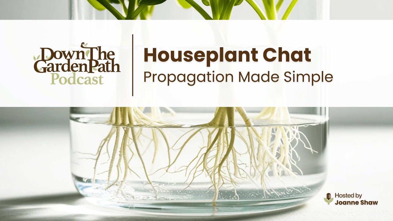 Houseplant Chat: Propagation Made Simple