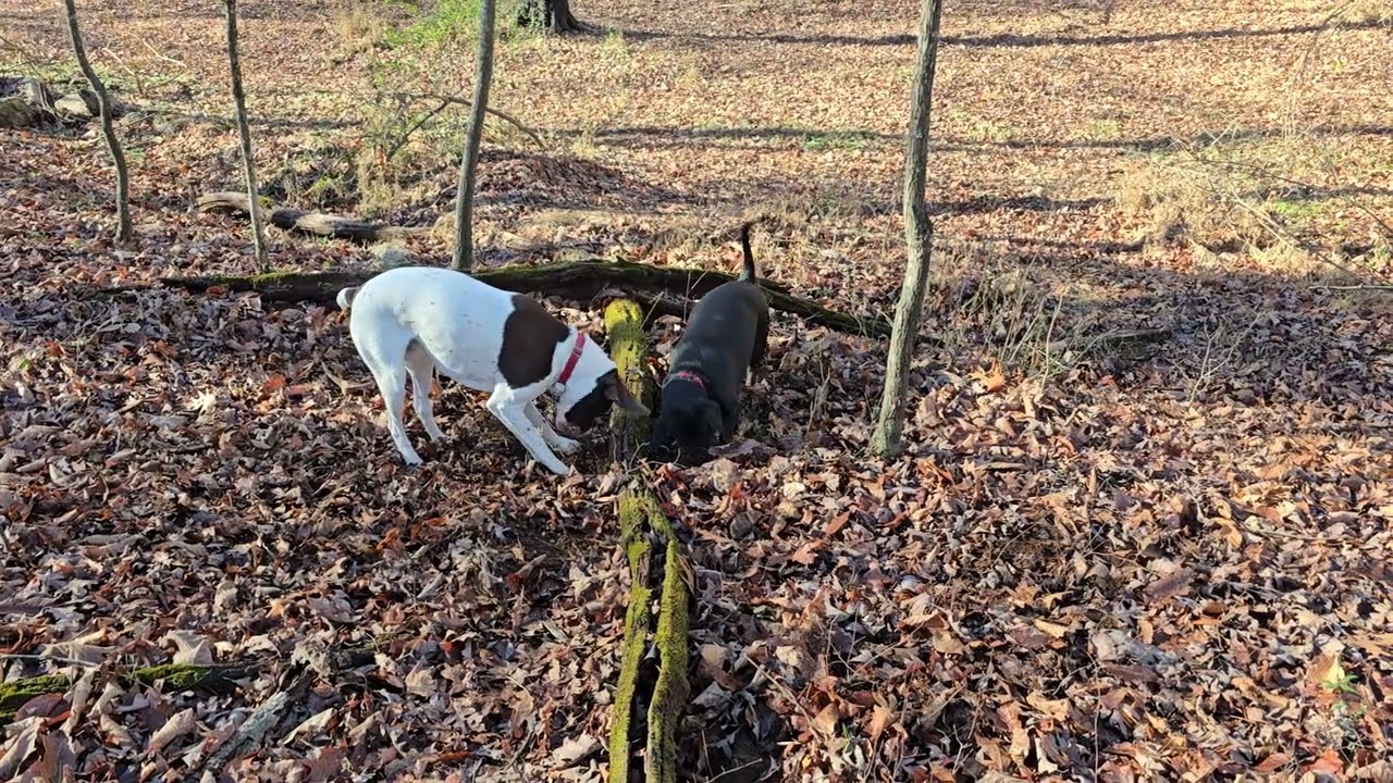 Walter & Winston doing some more digging.