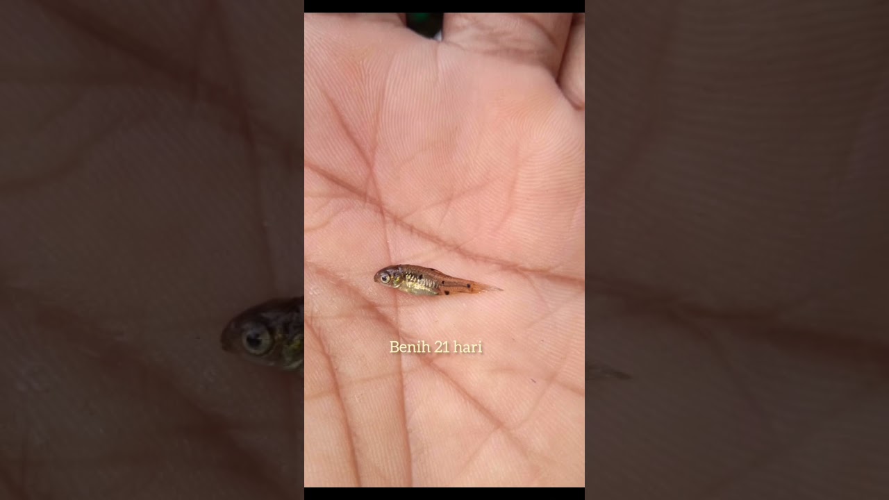tahap pertumbuhan ikan wader #short#budidayawader