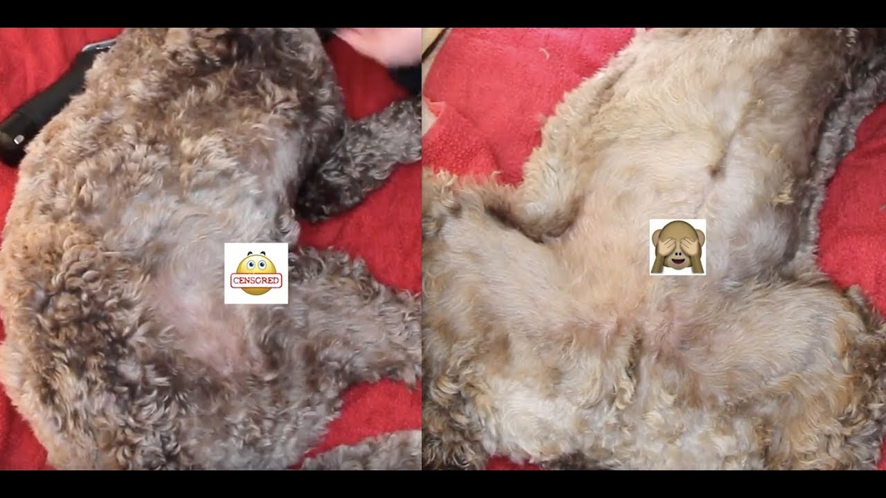 How to groom a Labradoodle/Cockapoo - Hygiene|Private Bits!