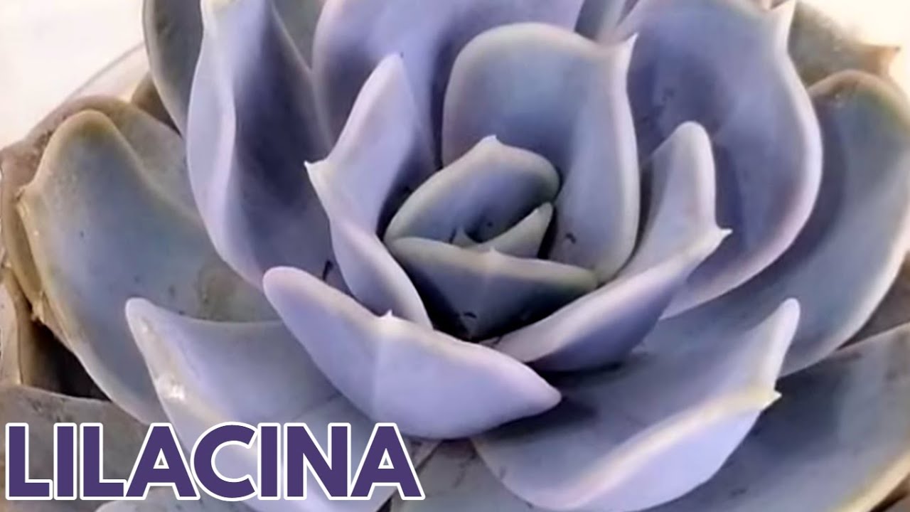echeveria lilacina cuidados y reproduccion donsuculento