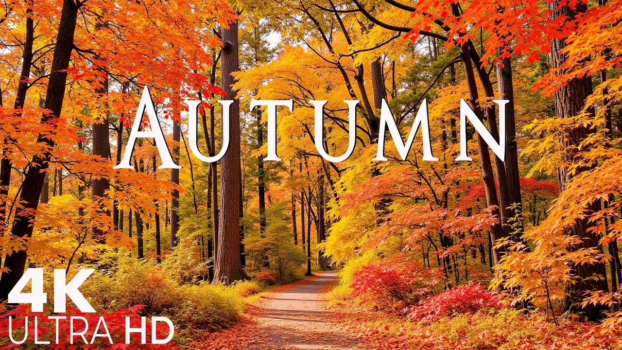 4K Beautiful Relaxing Music 🍁 Enchanting Autumn Nature Scenes with Forest Sounds & Peaceful Music