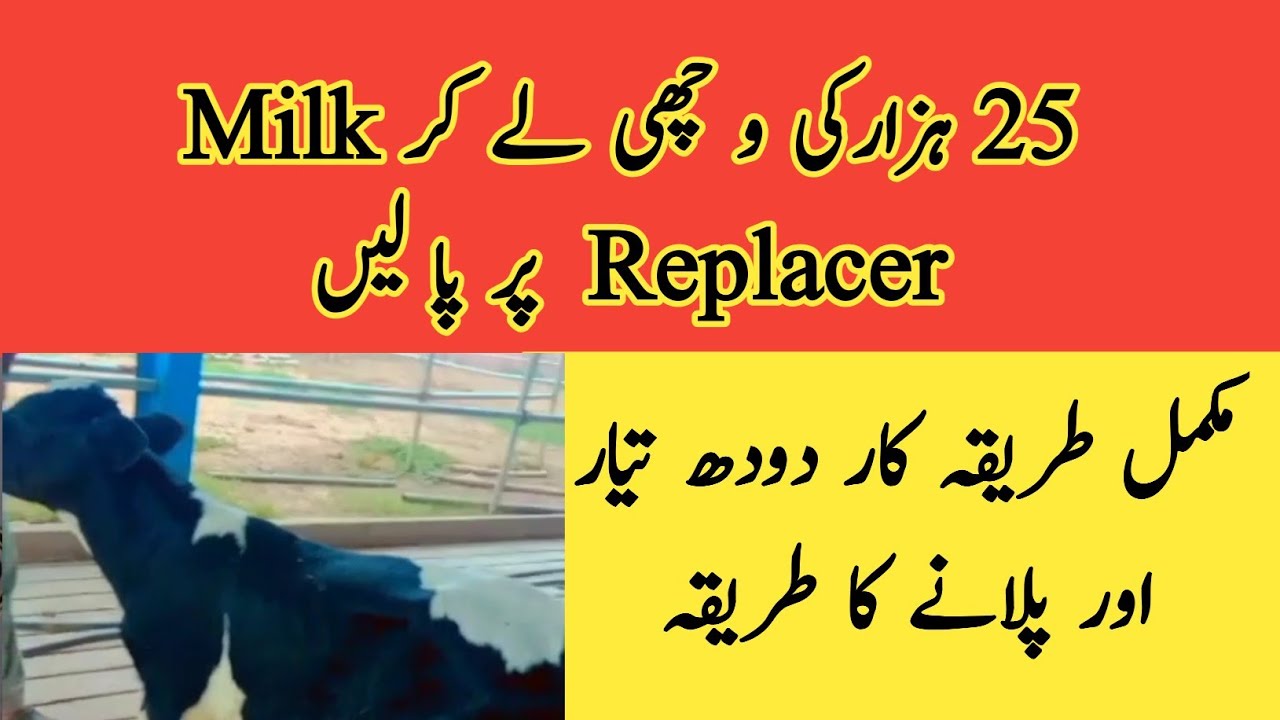 Calf rearing with milk replacer II Best milk replacer for calves II ddr.Muzzammil Hassan