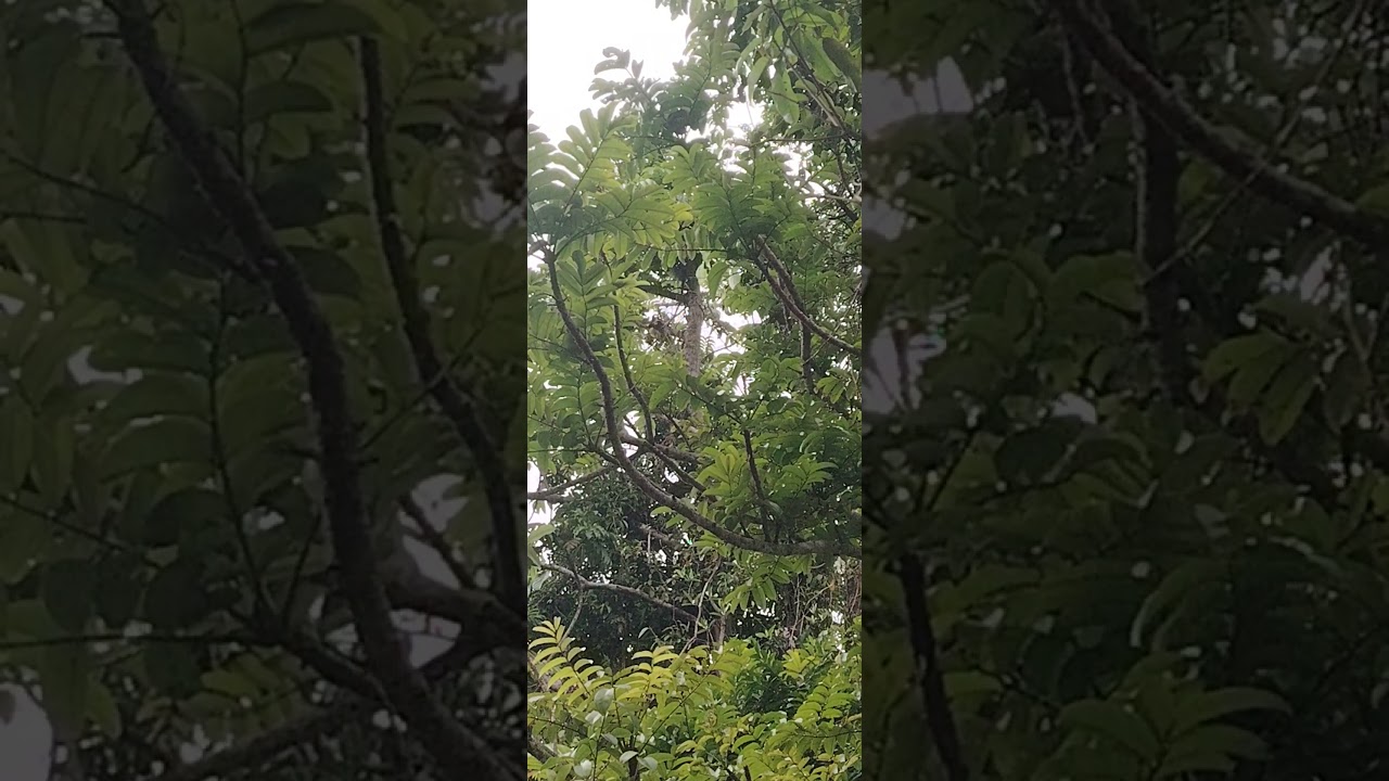 Asian Koel bird sounds, bahaw, kuwahaw #birdsong