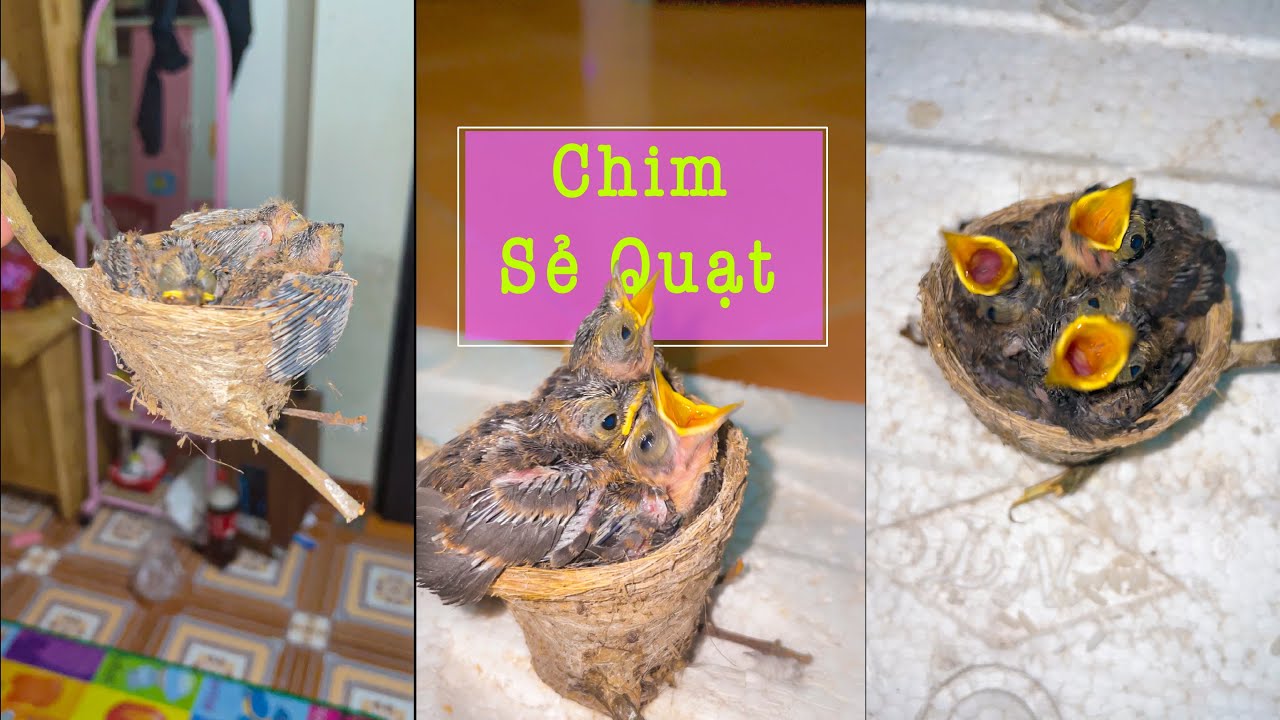 Chăm S&oacute;c Chim Sẻ Quạt- C&aacute;ch Nu&ocirc;i Chim Sẻ Quạt -  Y&ecirc;u Chim Cảnh