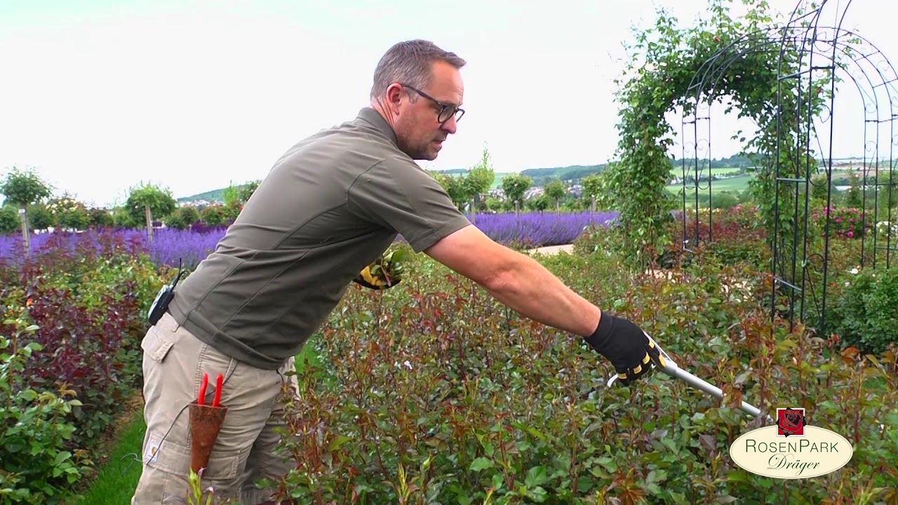 Rosen pinzieren / richtig schneiden für eine längere Blühphase