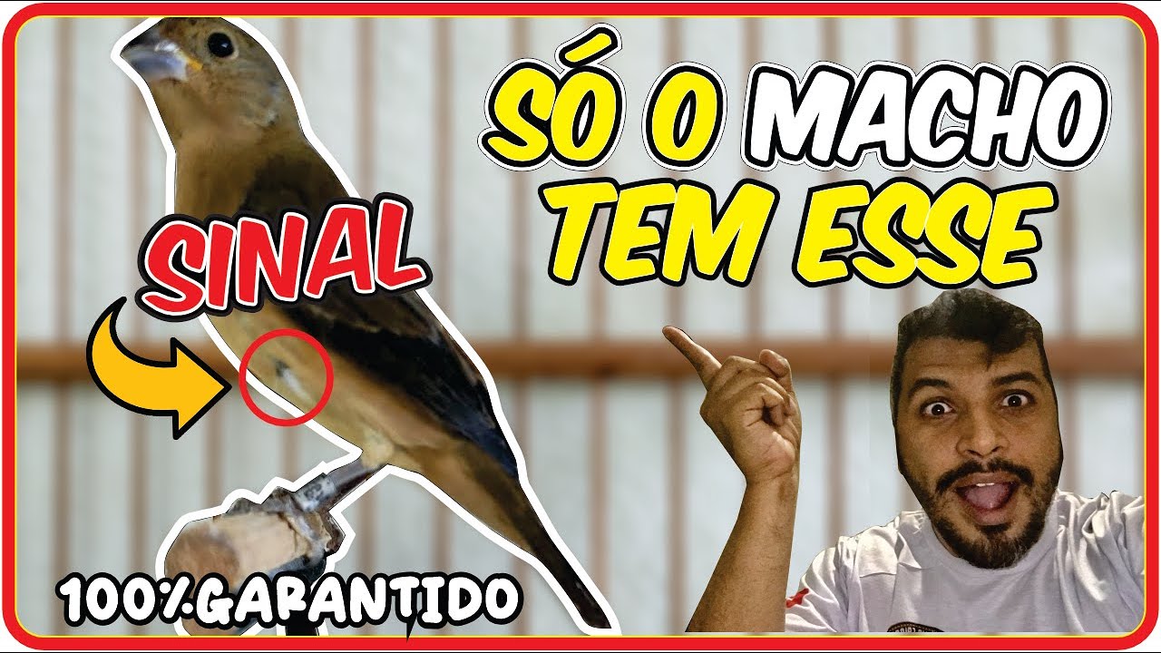 Sinal que o Seu PAPA CAPIM pardo é MACHO / Todo filhote tem isso
