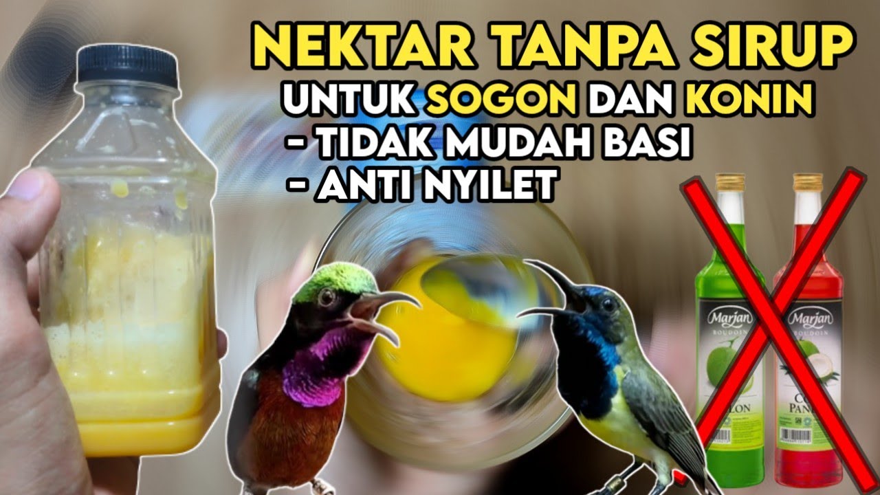 MEMBUAT NEKTAR TANPA SIRUP UNTUK SOGON DAN KONIN JADI LEBIH GACOR