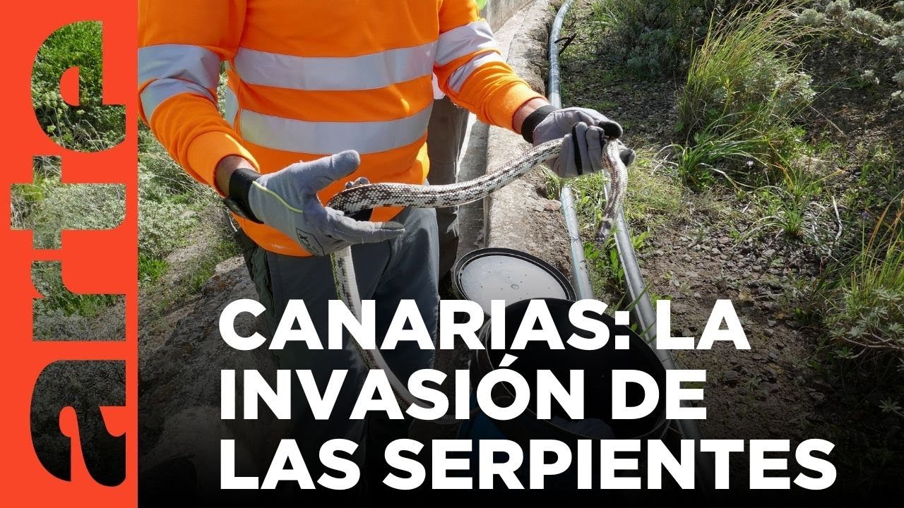 Invasión de serpientes en Canarias | ARTE.tv Documentales
