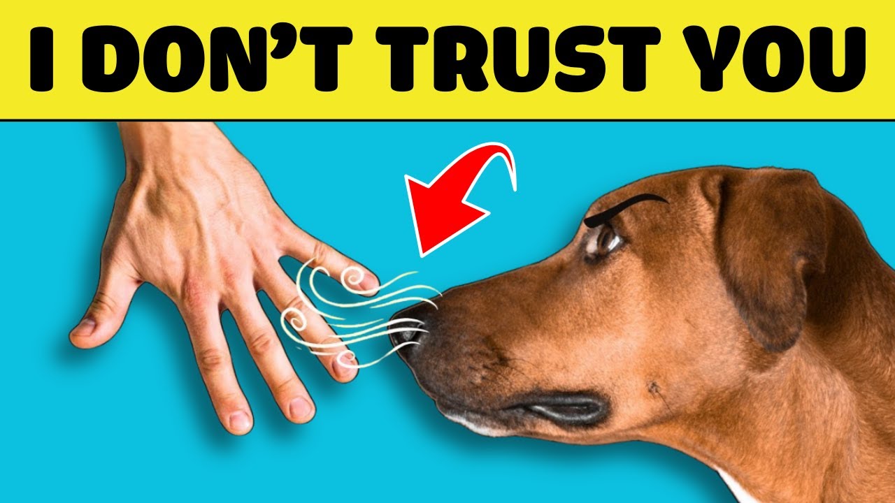 Dogs Can Recognize a Bad Person 🐕 (The Astonishing Truth Behind It!)