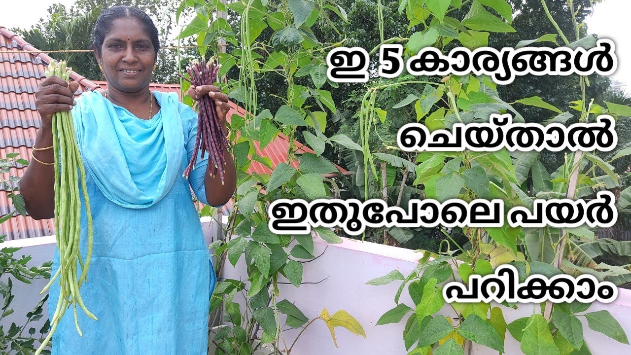 പയർ ടെറസ്സിൽ ഗ്രോ ബാഗിൽ വളർത്തുന്നത് | Organic farming of PAYAR on terrace in container  | Malayalam