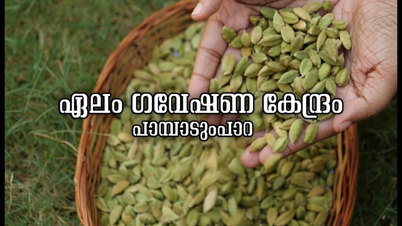 Cardamom Research Station Pampadumpara | ഏലം ഗവേഷണ കേന്ദ്രം പാമ്പാടുംപാറ