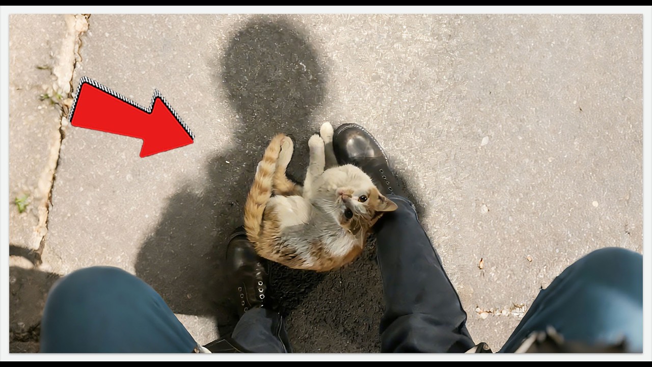 The Stray Cat That Wouldn‘t Leave My Foot!#rescue #rescueefforts #cat #pets #cute #kitten