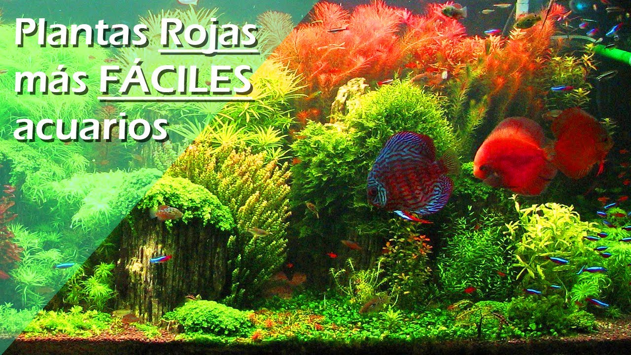 57🌺.- MEJORES Plantas ROJAS para acuarios de Peces DISCO [ FÁCILES DE MANTENER]