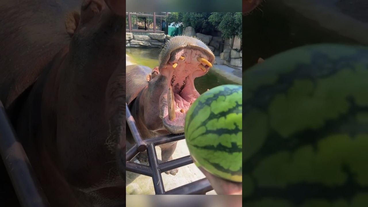 Hippo eating Watermelon Day 2 #shorts #animal