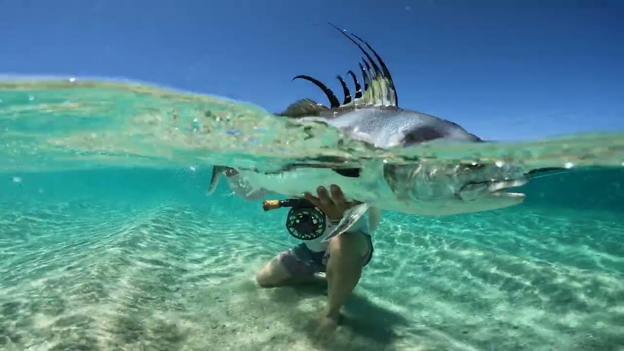 Baja Fly Fishing Roosterfish, Marlin, and Dorado Report 2024
