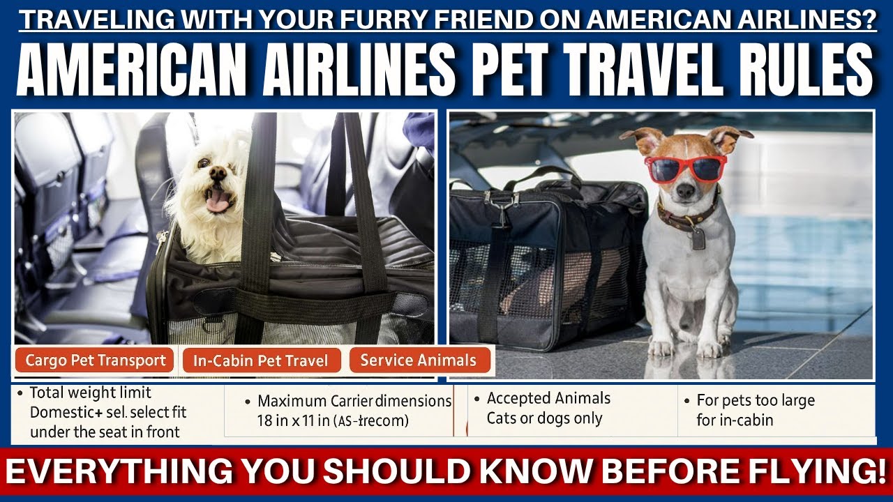 Правила перевозки домашних животных American Airlines | Все, что вам нужно знать перед полетом!