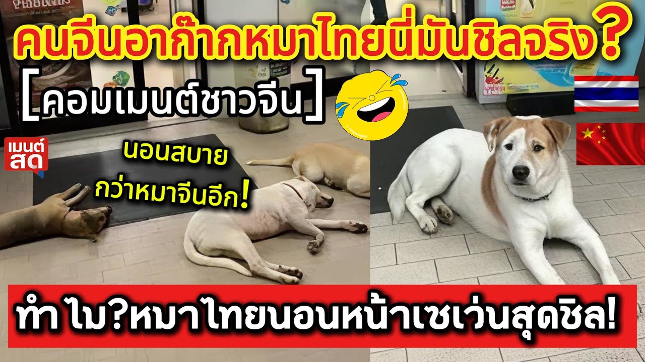 หมาไทยหน้าเซเว่นทำจีนอึ้ง! ทำไม?หมาไทยถึงนอนหน้าเซเว่นแบบชิลสุดชีวิต!  คอมเมนต์ชาวจีน