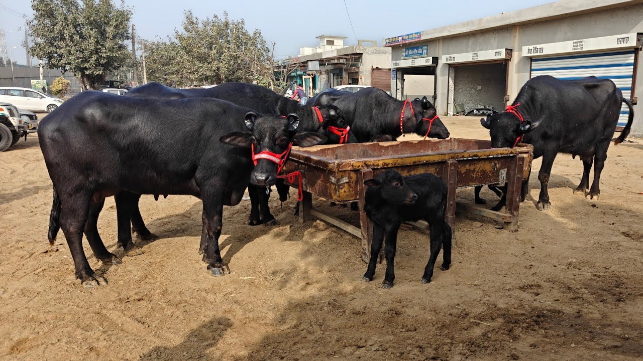 4 Buffaloes for sale, 4 ਮੱਝਾਂ ਵਿਕਾਊ 