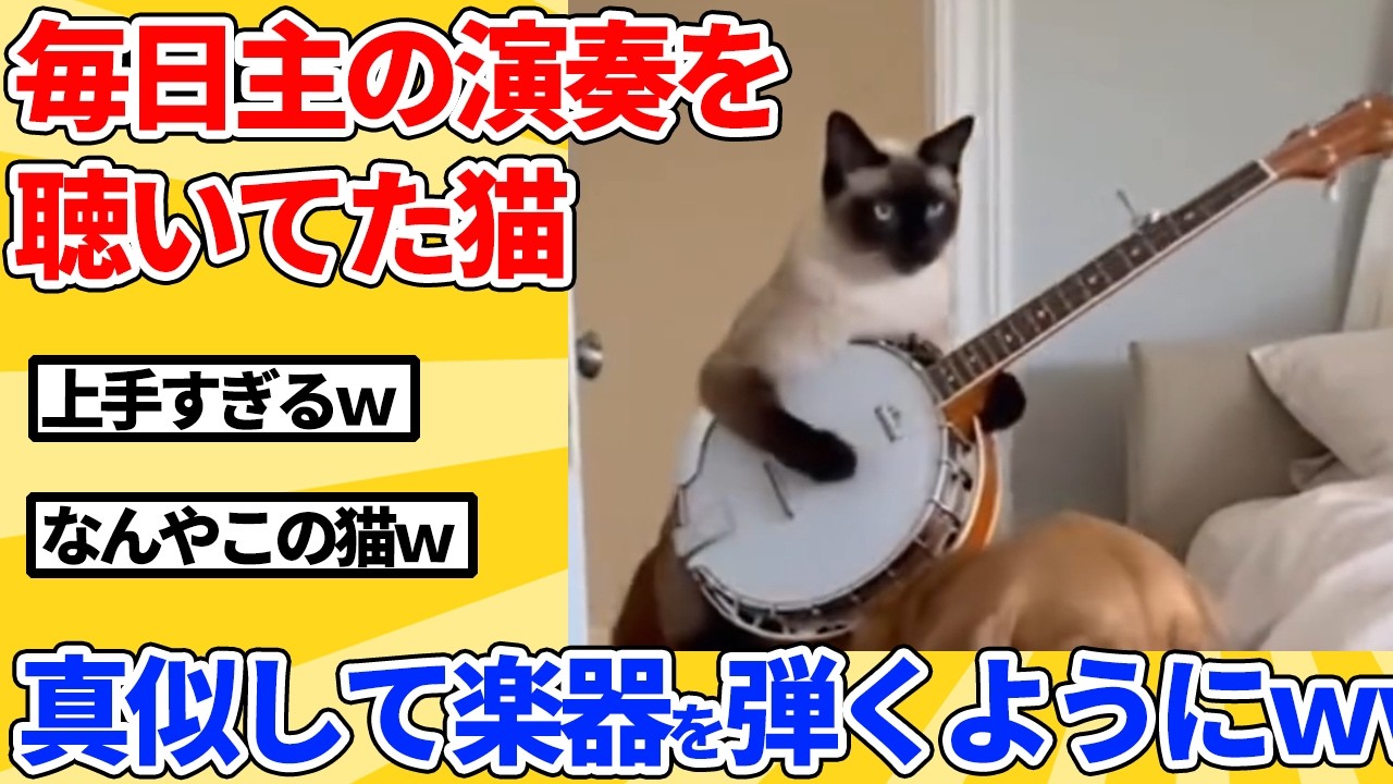 【2ch動物スレ】毎日、飼い主の演奏を見てた猫→ついに真似して弾くようにｗｗｗｗｗ